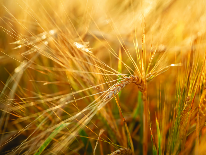Rolul apei în fazele critice pentru grâu