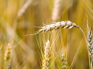 Agricultura de precizie la grâu: Revoluția tehnologică pentru recolte mai bogate și mai eficiente