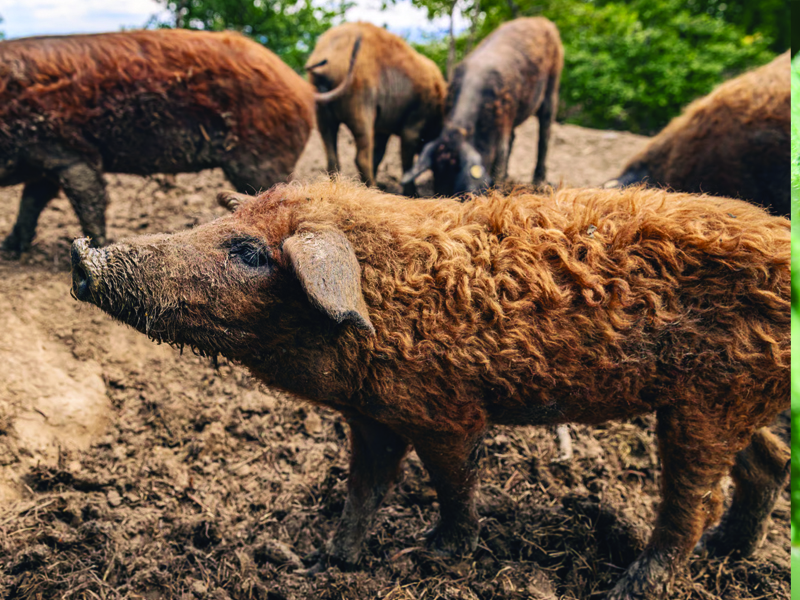 Top 5 rase de porci din România